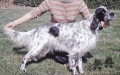 Setter Anglais BIKY DU MOULIN DU LIORT Setter Anglais BIKY DU MOULIN DU LIORT